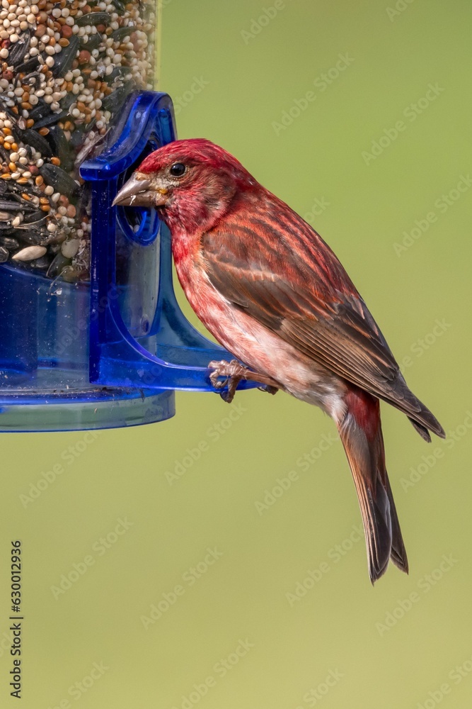 Canvas Prints closeup of purple finch perched atop a bird feeder with a blurry background