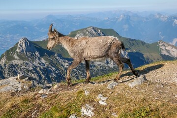 Alpine ibex walking in the mountains