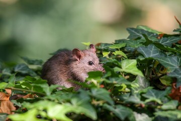 Closeup of a grey rat on a trunk of a tree against a blurred background