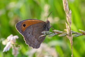 Fototapeta premium Closeup shot of a butterfly resting peacefully on a wheat
