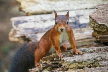 Fototapeta premium Closeup of a common squirrel (Sciurus vulgaris) on a trunk of a tree against a blurred background