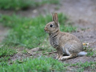 Naklejka na ściany i meble Closeup shot of a rabbit resting in a grassy field