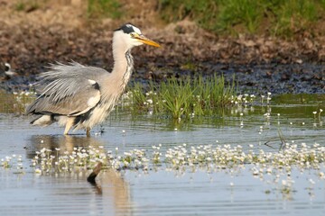 Closeup shot of Heron perched at the edge of a tranquil body of water