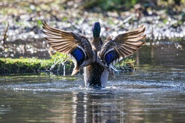 Duck soaring above a tranquil body of water and creating a splash as they enter the water