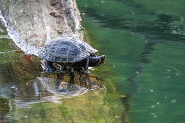 Close up shot of a turtle perched on a log floating in a tranquil body of water
