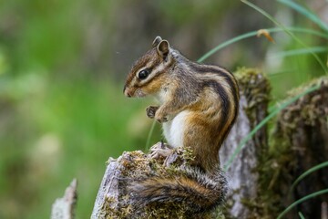 Naklejka na ściany i meble Closeup of a Red-tailed Chipmunk on a trunk of a tree against a blurred background