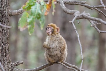 Selective focus shot of a cute little monkey perched atop a tree branch in a lush forest environment