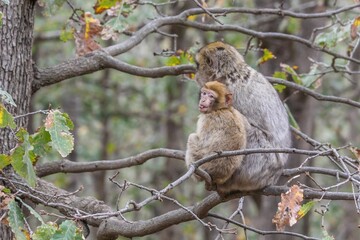 Selective focus shot of a cute monkeys perched atop a tree branch in a lush forest environment
