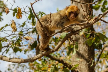 Selective focus shot of a cute little monkey perched atop a tree branch in a lush forest environment