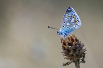 Close-up of a small spotted butterfly perched on the flower stem