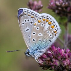 Close-up of a small spotted butterfly perched on the flower stem