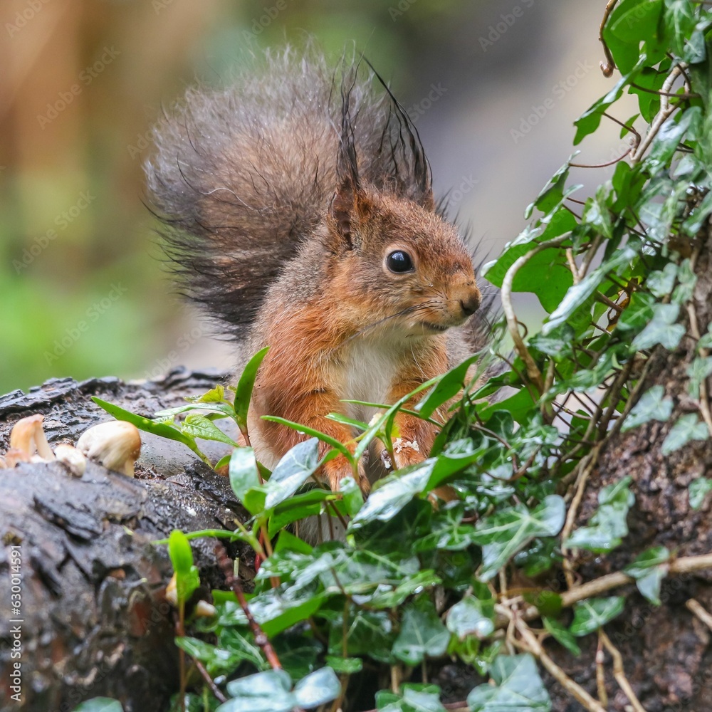 Sticker Closeup of a common squirrel (Sciurus vulgaris) on a trunk of a tree against a blurred background