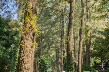 Pine forest when springtime that on the track for hiking mountain. The photo is suitable to use for adventure content media, nature poster and forest background.