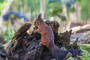 Orange-colored squirrel perched on top of a wooden log, searching for a snack