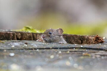 White mouse peering curiously out of a small hole with something in its mouth