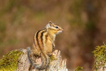 Selective focus shot of a small chipmunk on a wooden stump