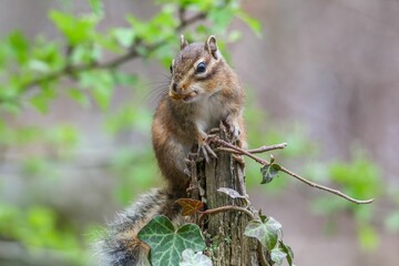Selective focus shot of a small chipmunk on a wooden stump