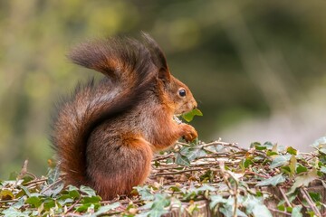 Selective focus shot of a red squirrel on a wooden surface with ivy leaves