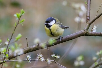 Fototapeta premium Great tit bird perched atop a tree branch amidst a lush landscape of vibrant flowers