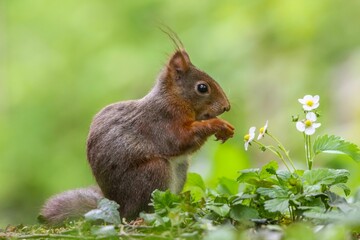 Brown squirrel is perched in the foreground of a scenic landscape featuring lush green grass