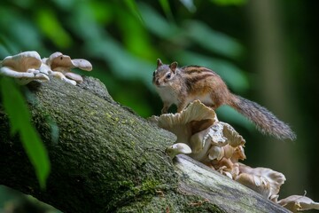 Closeup of a small squirrel perched atop a section of a tree trunk.