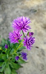 Purple aster. Nice color. Gorgeous.