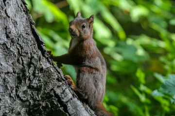 Naklejka na ściany i meble Adorable squirrel perched atop a tree branch.