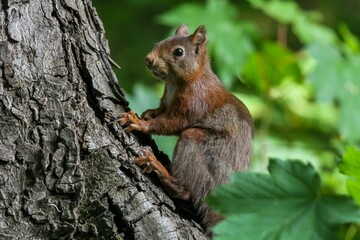 Naklejka na ściany i meble Adorable squirrel perched atop a tree branch.