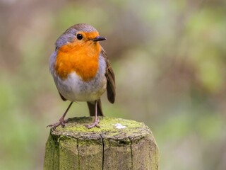 Closeup of a  small European robin perched atop a wooden post in a natural outdoor environment