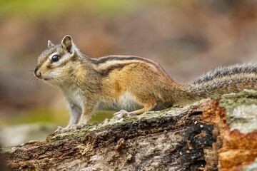 Closeup of a  cheerful chipmunk perched atop a tree stump with a blurry background