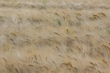 Closeup of a beautiful  grass field during a windy weather