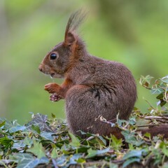 Small squirrel perched on the ground, looking with a curious expression