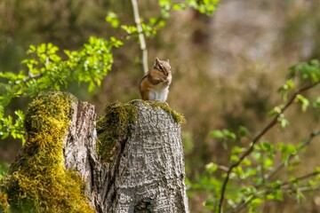 Adorable Siberian chipmunk standing on a tree trunk while snacking on a nut