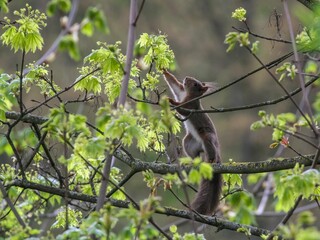 Young adult standing atop a tree, surrounded by lush green foliage