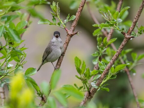 Small Eurasian blackcap bird perched on a tree branch with its beak open