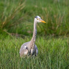 Scenic view of a gray heron on a green meadow