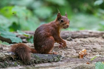 Closeup of An adorable gray squirrel perched atop a wooden log with a blurry background
