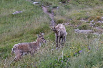 Two Iberian wild goats in a green meadow.