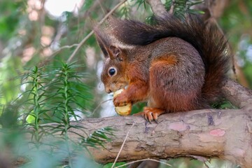 Closeup shot of a red squirrel on a tree branch enjoying a piece of food. Sciurus vulgaris.
