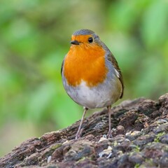 Closeup shot of a European robin, Erithacus rubecula.