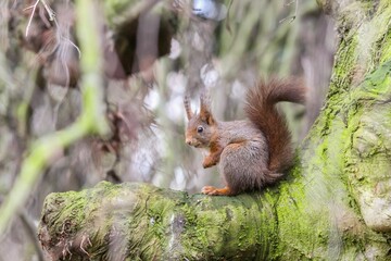 Red squirrel on a tree branch surveying its surroundings.