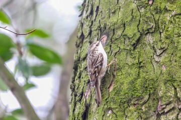 Short-toed treecreeper on a green tree trunk. Certhia brachydactyla.