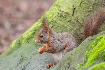 Closeup shot of a red squirrel on a tree. Sciurus vulgaris.