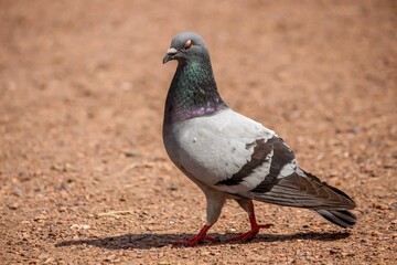 Beautiful, plump pigeon perched atop the ground, looking outward with its beady eyes