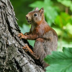 Naklejka na ściany i meble a squirrel is sitting on a tree limb looking over his shoulder