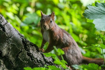 a close up of a squirrel on top of a tree trunk