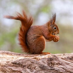 Closeup of a Red squirrel perched on a tree trunk, holding a nut
