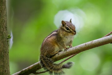 Closeup shot of a small brown chipmunk on a wooden branch