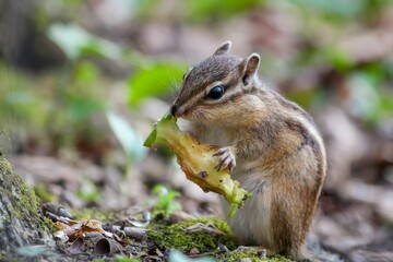 Naklejka na ściany i meble Cute chipmunk perched atop a log in a forest eating the leftovers of an apple