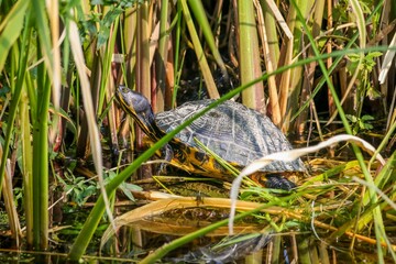 Close-up of a yellow-bellied slider standing in a lush pond